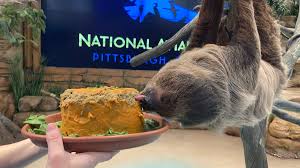 National Aviary’s Valentino The Sloth Celebrates 5th Birthday With Jack-O-Lantern Cake
