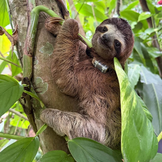 Young sloth Elliott resting in a tree after his rescue in Costa Rica