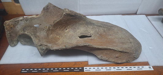 Fossilised shoulder blade attributed to the giant ground sloth Eremotherium in Costa Rica