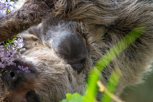 Baby Linne's two-toed sloth Atty clinging closely to mother Feira at Edinburgh Zoo