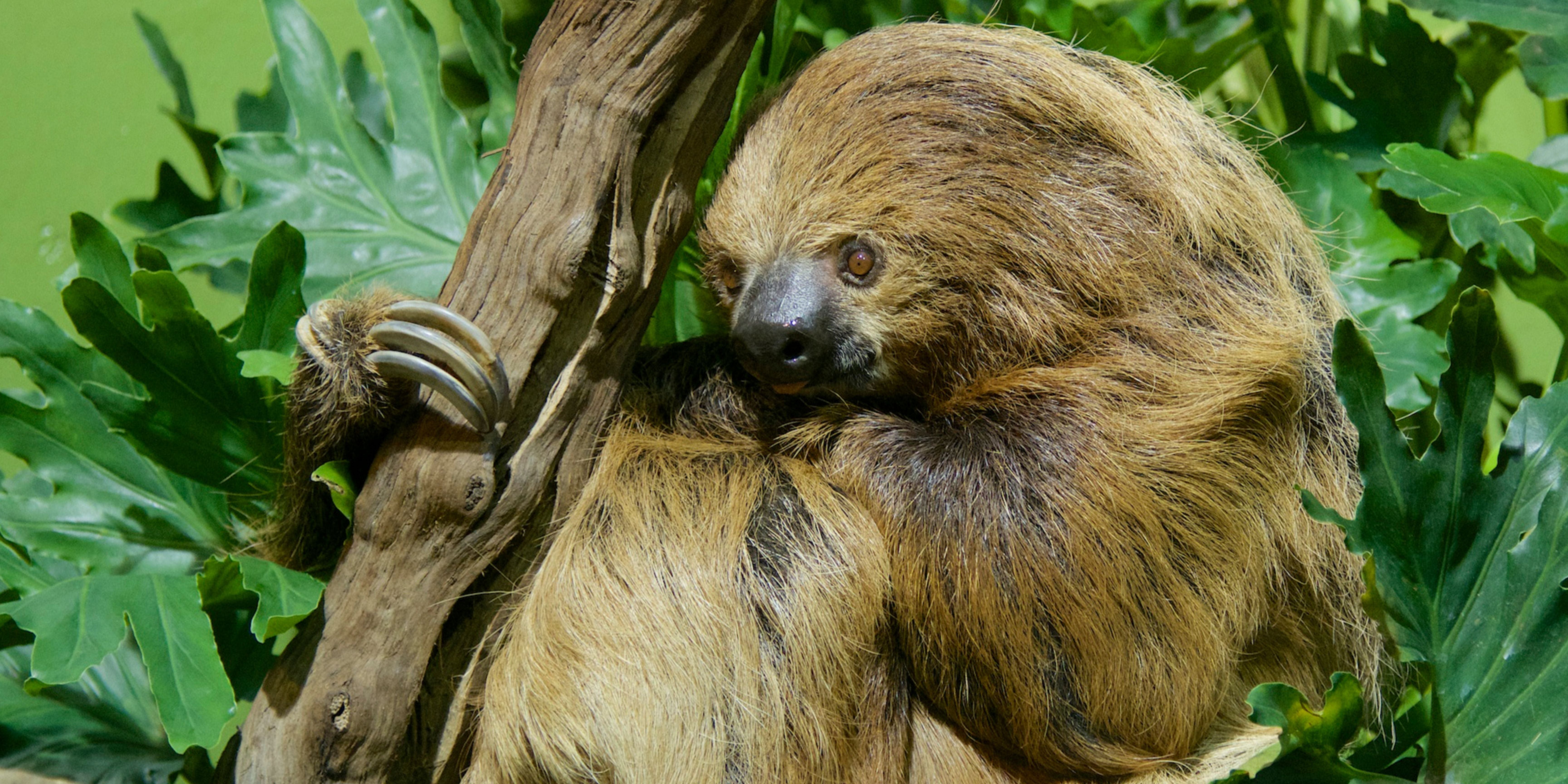 Types of Sloths – Difference between two-toed and three-toed sloths ...