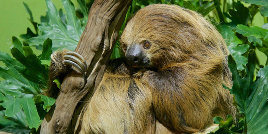 Types of Sloths – Difference between two-toed and three-toed sloths