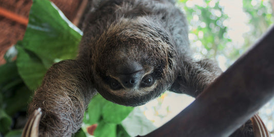 Sloth Conservation: Why They Need Our Help And What’s Being Done