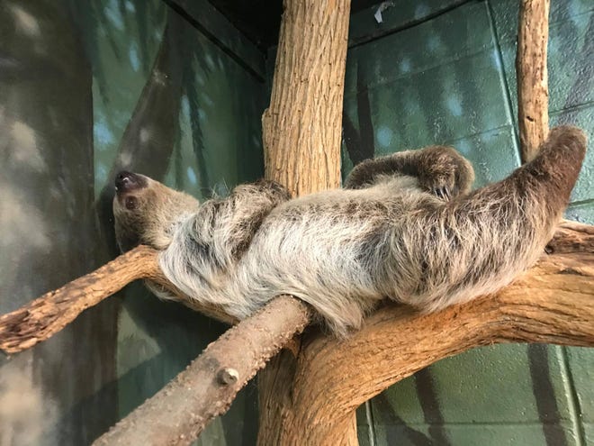 Sloth dies following emergency surgery at Dickerson Park Zoo