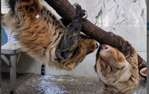 Pregnant Sloth Named Lightning Is Set to Give Birth