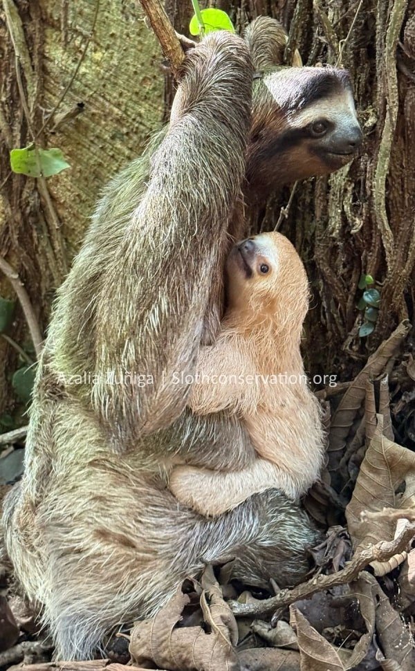 Pale leucistic three-fingered baby sloth clinging beside its mother in Costa Rica