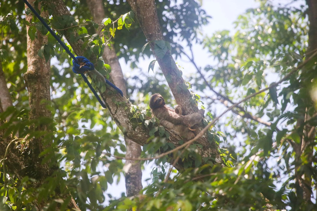 Martita the three-fingered sloth moving along a canopy bridge in Costa Rica