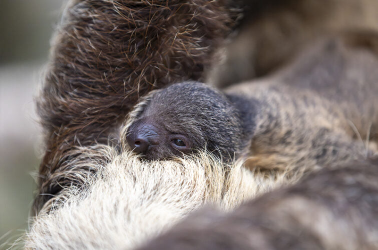 Whoopi the two-toed sloth carrying her newborn baby at ZooParc de Beauval