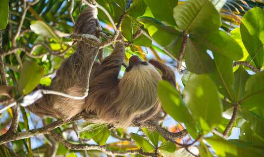 A two-toed sloth hanging beneath a branch in a green Costa Rican rainforest canopy