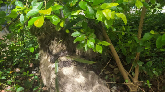 Brazilian Sloths Hang Out in City Square