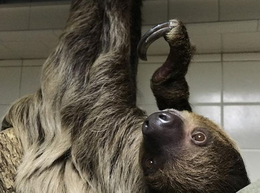 6 Life Lessons From a Sloth