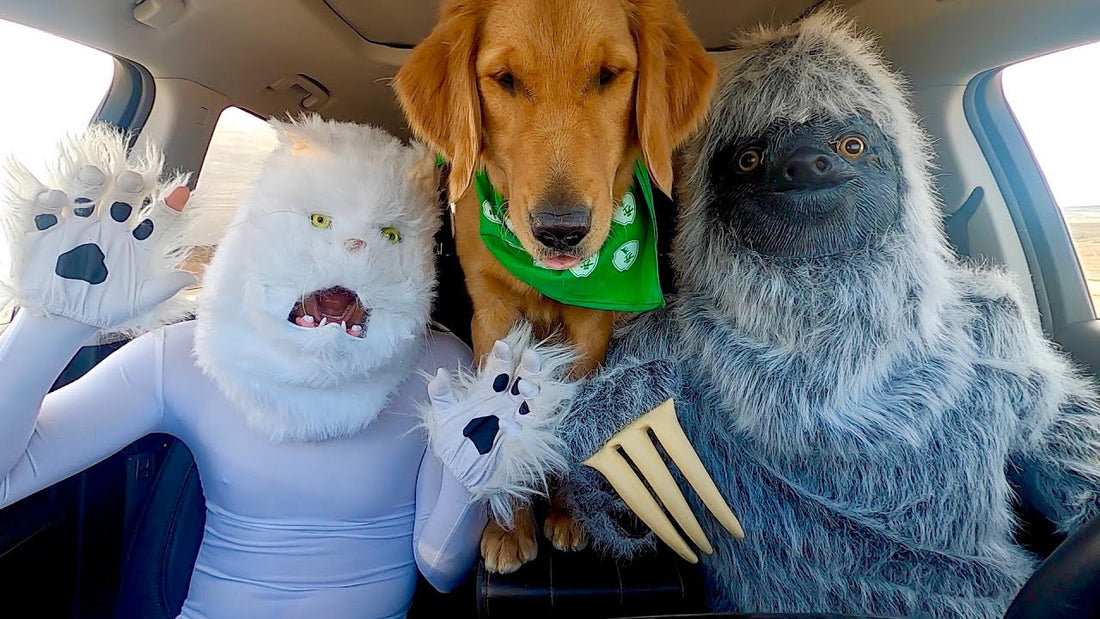 Sloth Surprises Cat & Dogs With Dancing Car Ride