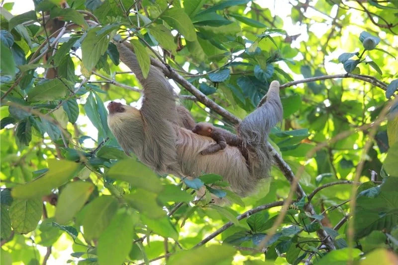 Adult sloth hanging upside down in a leafy tree with a baby sloth clinging to its body