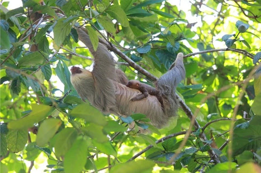 Adult sloth hanging upside down in a leafy tree with a baby sloth clinging to its body
