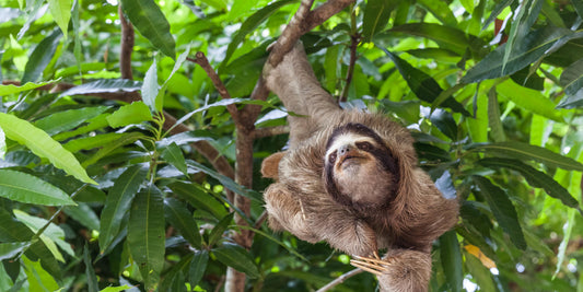 Why are sloths slow?