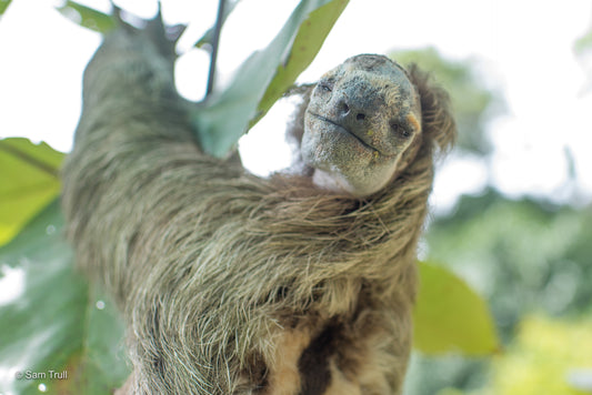 Rescued sloth receiving care during rehabilitation