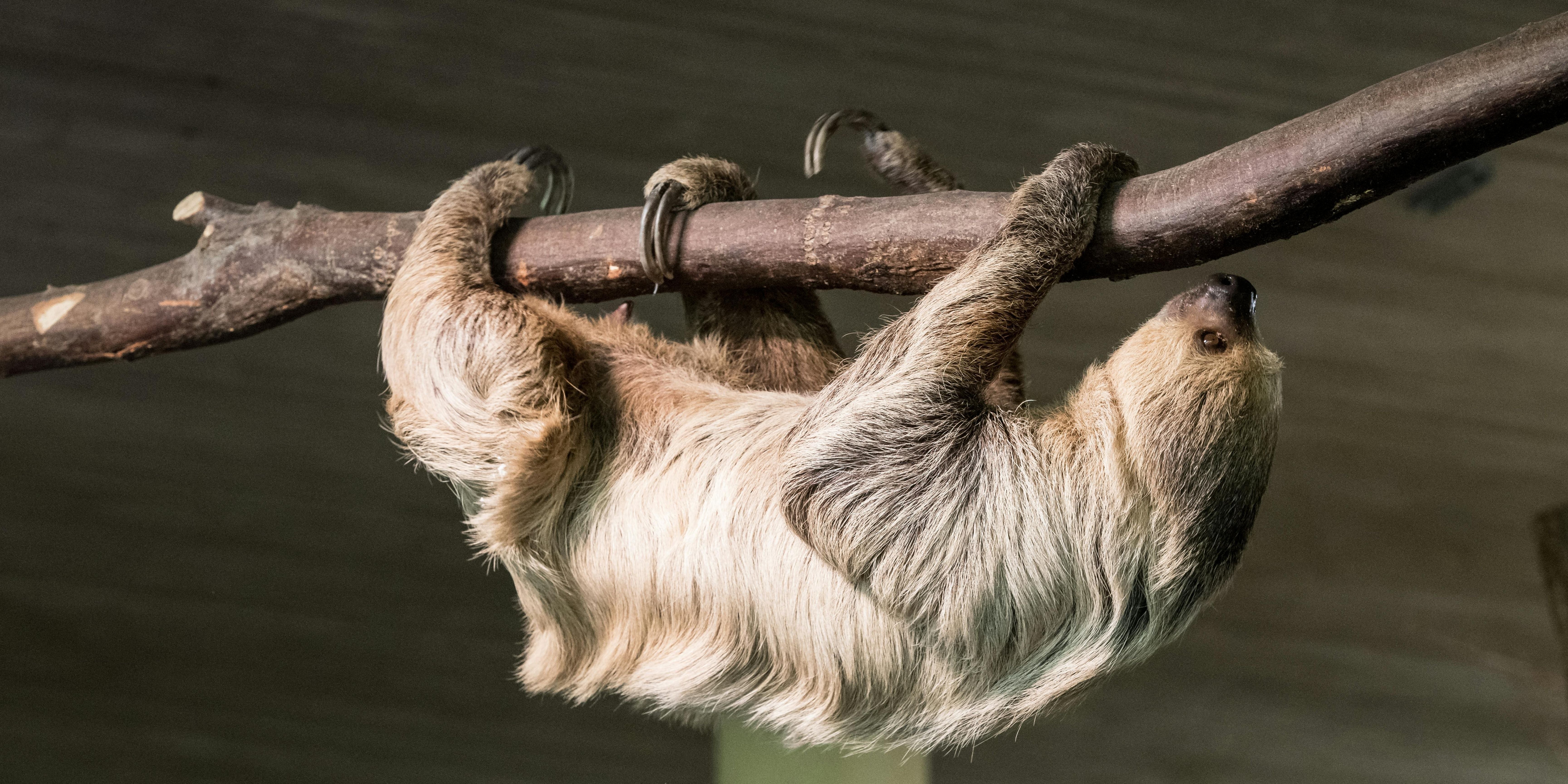 Sloth Life Cycle – From Birth to Adulthood – Sloth Gift Shop