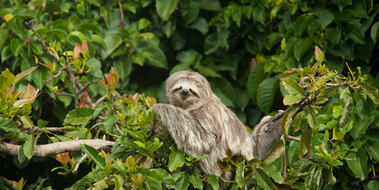 Sloth Predators – What Threats They Face in Nature