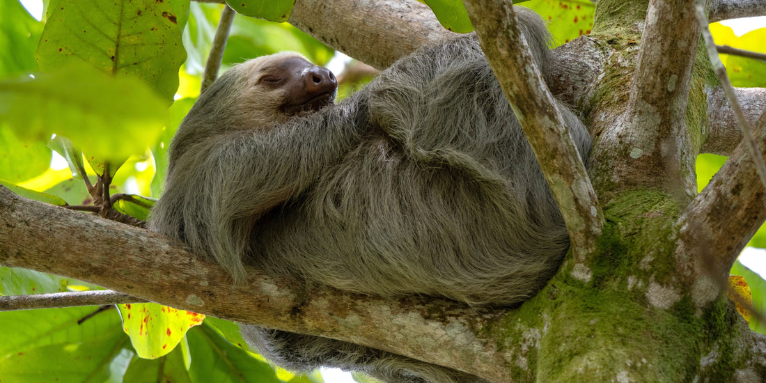 How Sloths Sleep – Sleeping Habits and Patterns