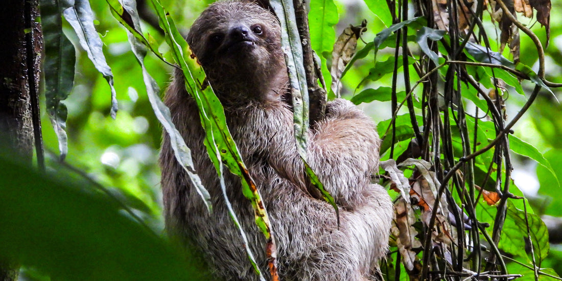 Sloth Adaptations – How They Survive in the Wild
