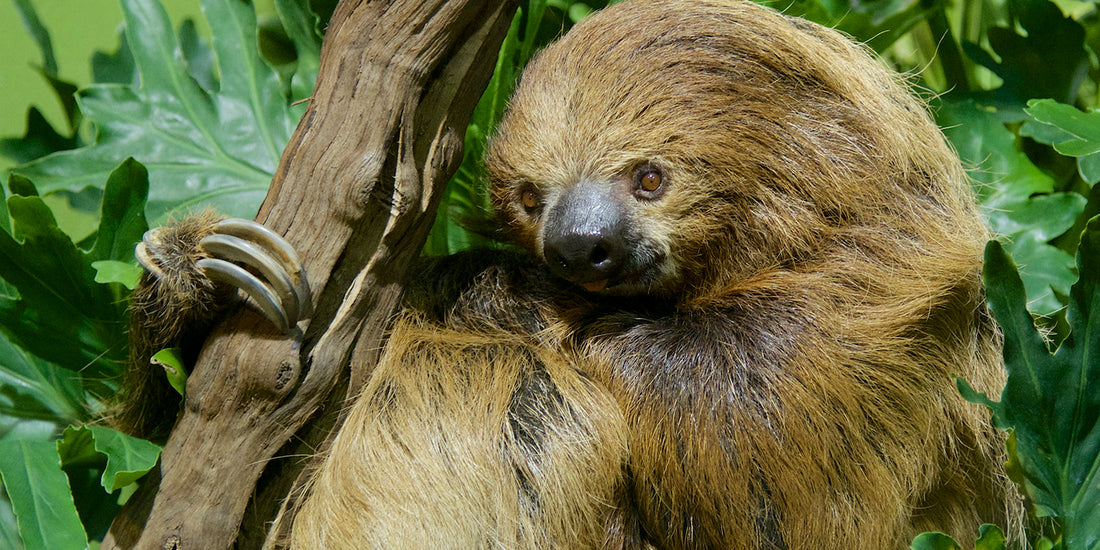 A two-toed sloth resting on a branch, showing its hook-like claws and shaggy fur