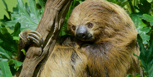 A two-toed sloth resting in a tree, showing the calm canopy life that makes sloths rainforest specialists