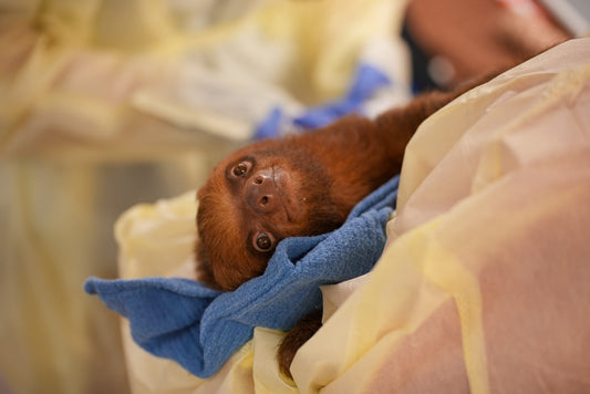 A rescued two-toed sloth receiving specialist care at Central Florida Zoo
