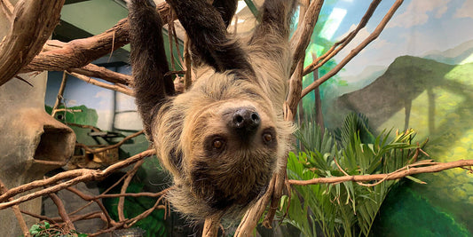 A southern two-toed sloth hanging upside down from a tree branch