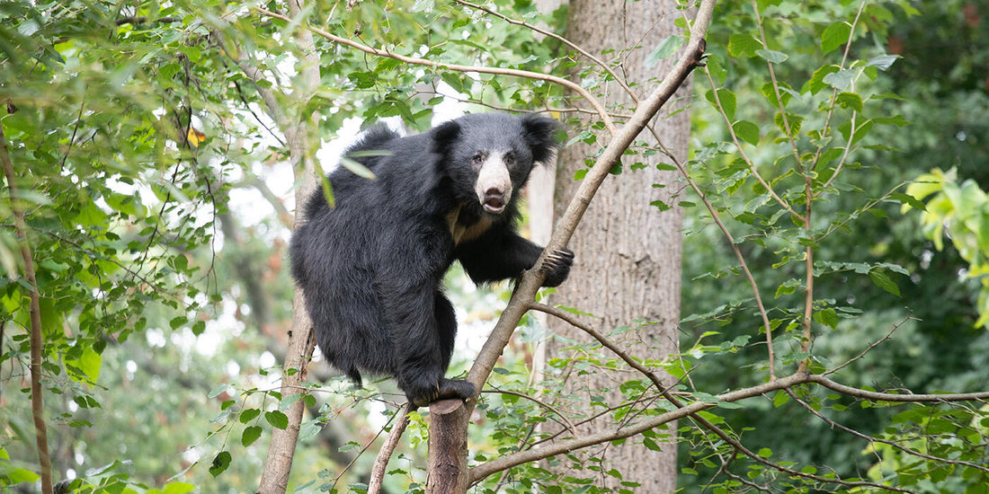 A shaggy black sloth bear climbing among tree branches