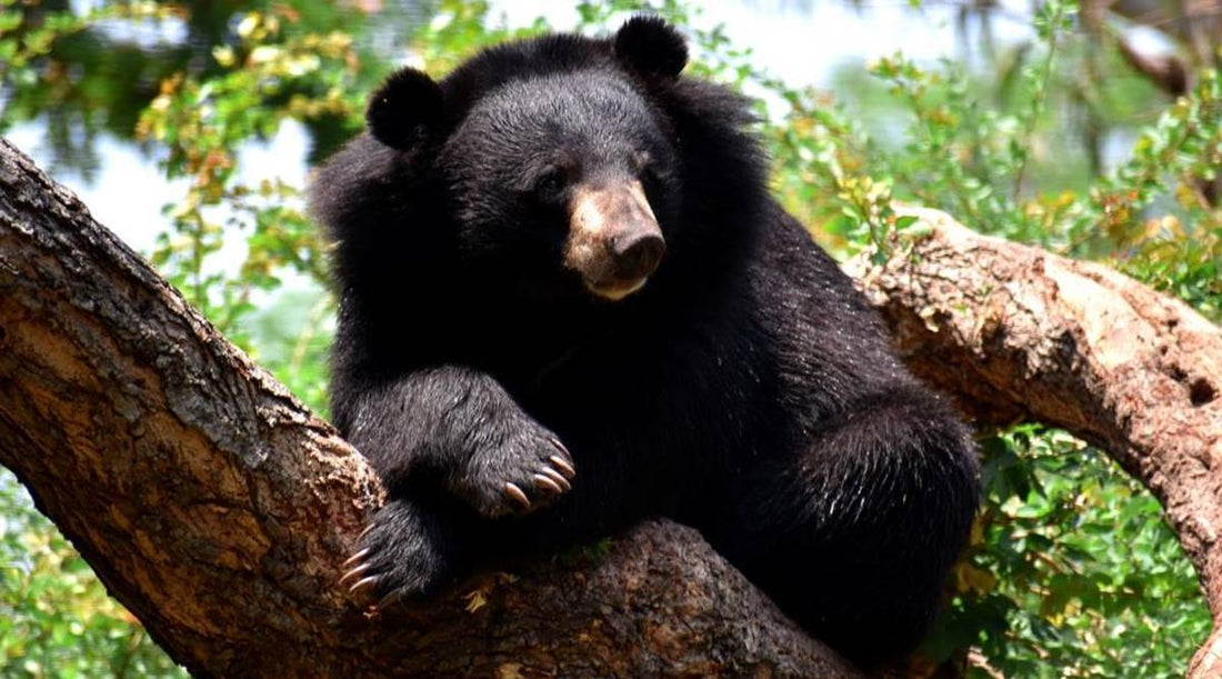 Sloth bears to be introduced in Sariska Tiger Reserve