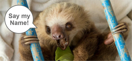 A sloth resting on a branch among green rainforest leaves
