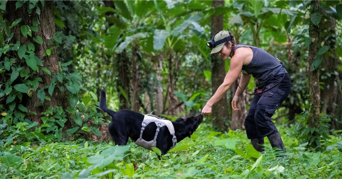 Field researcher rewarding a black detection dog wearing a working harness in a dense tropical forest