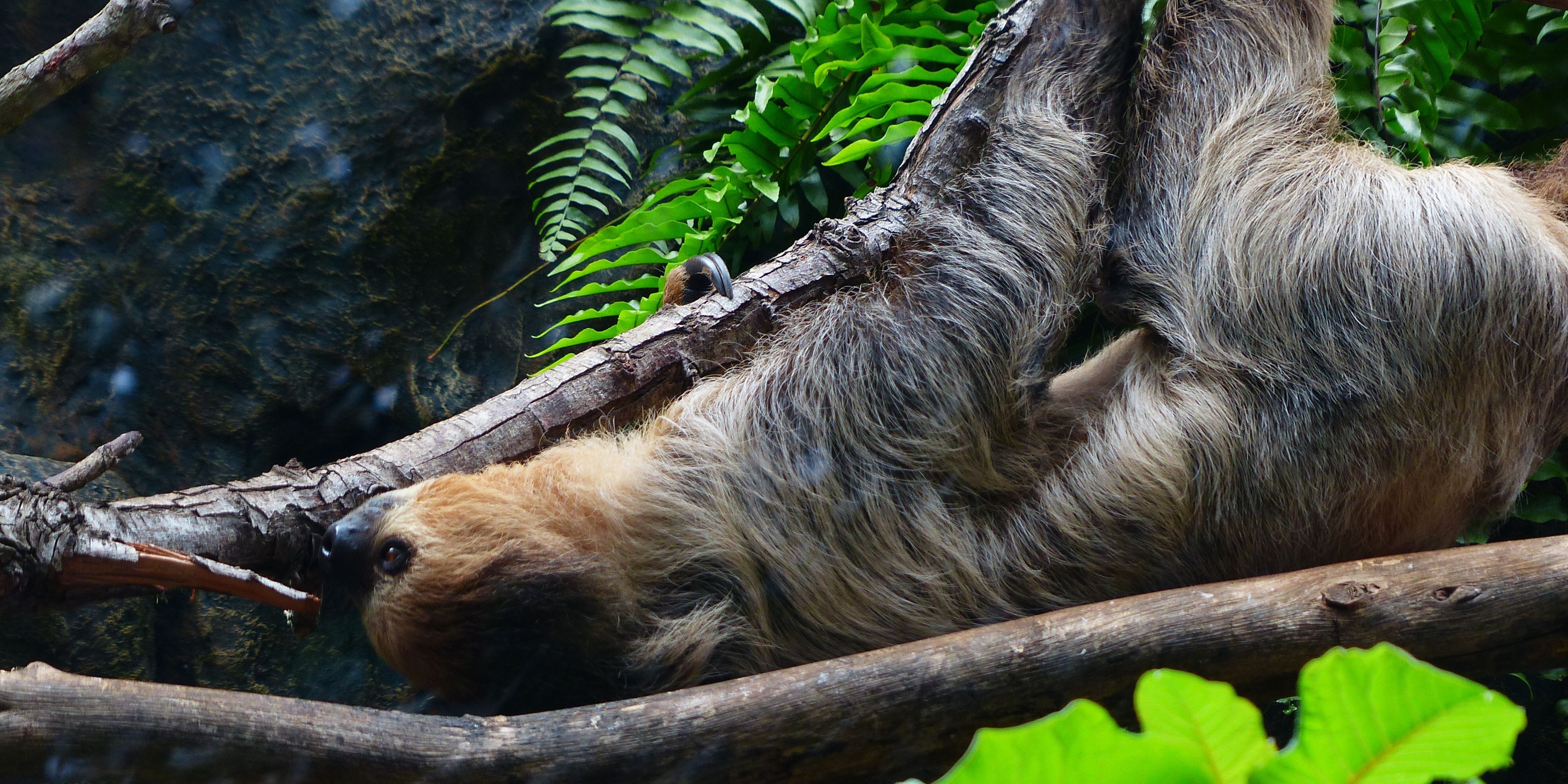 Slow Human Sloth Why Sloths Are So Slow – The Science Behind Their Speed (or Lack of It ...