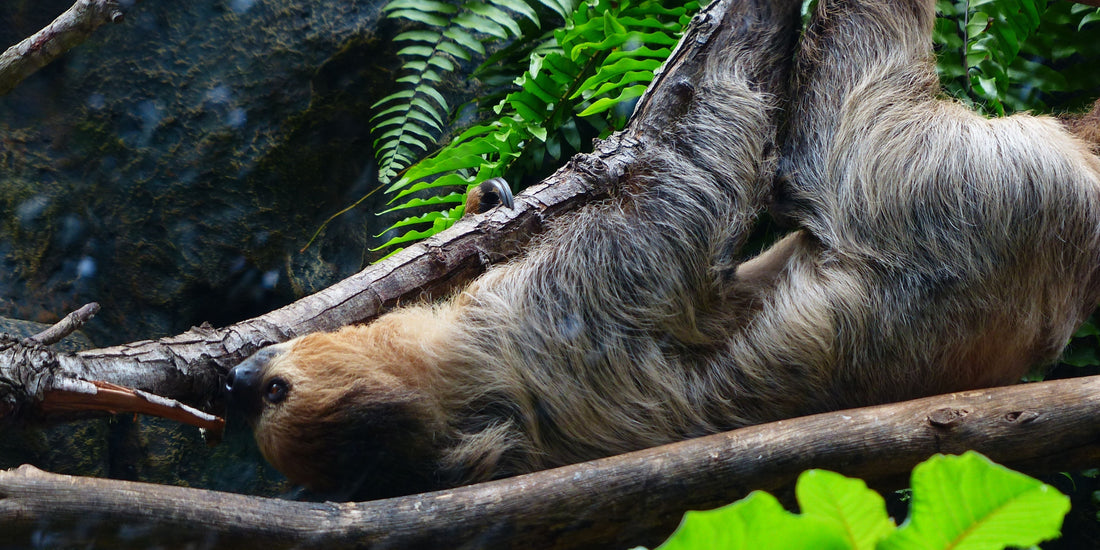 Why Sloths Are So Slow – The Science Behind Their Speed (or Lack of It!)