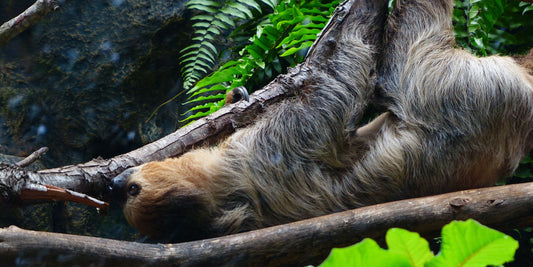Why Sloths Are So Slow – The Science Behind Their Speed (or Lack of It!)