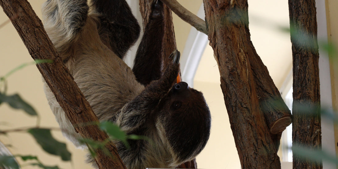 Sloth Senses – How Well Do They See, Smell, and Hear?