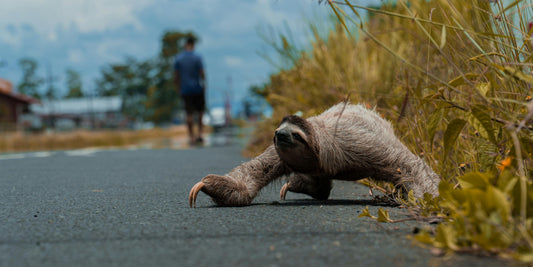 Why People Are Obsessed with Sloths – The Psychology Behind the Trend