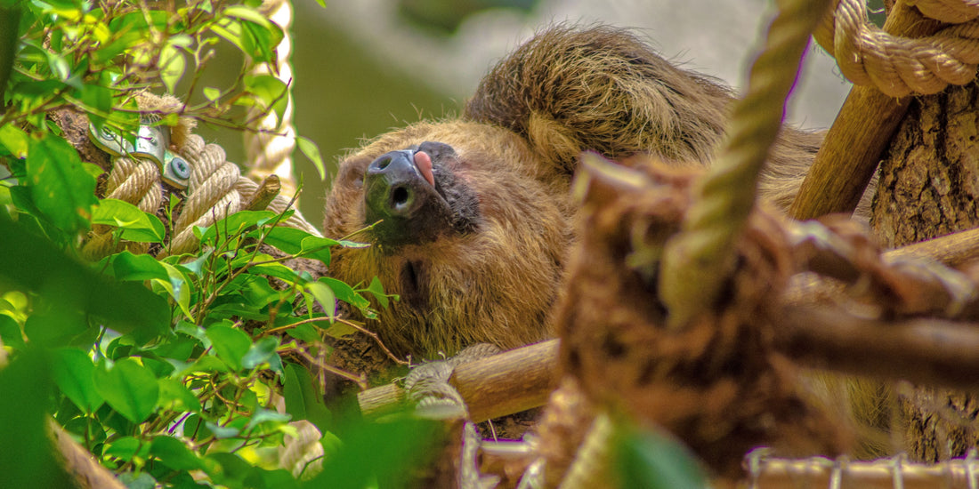 Sloth Rescue Stories – Tales from Sanctuaries and Rehab Centers