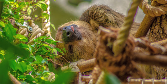 Sloth Rescue Stories – Tales from Sanctuaries and Rehab Centers