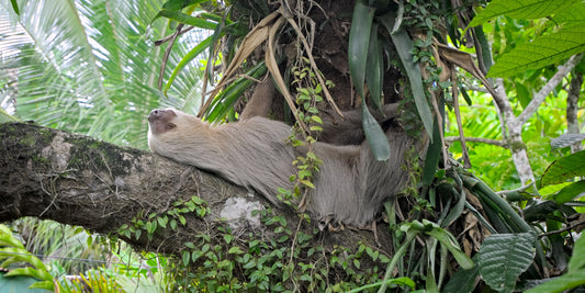 A Day in the Life of a Sloth – Slow Motion from Sunrise to Sunset