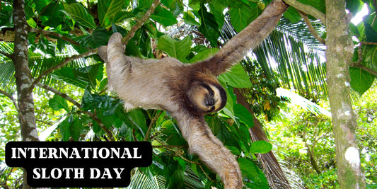 International Sloth Day – October 20th