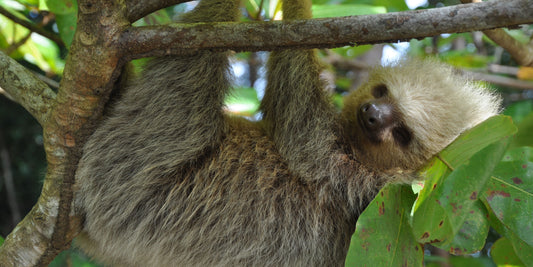 Sloth Christmas Vibes – Embrace the Slow Holiday Life