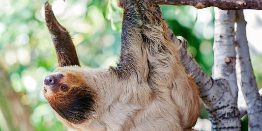 New Year’s Resolution: Live Like a Sloth – Embrace the Chill