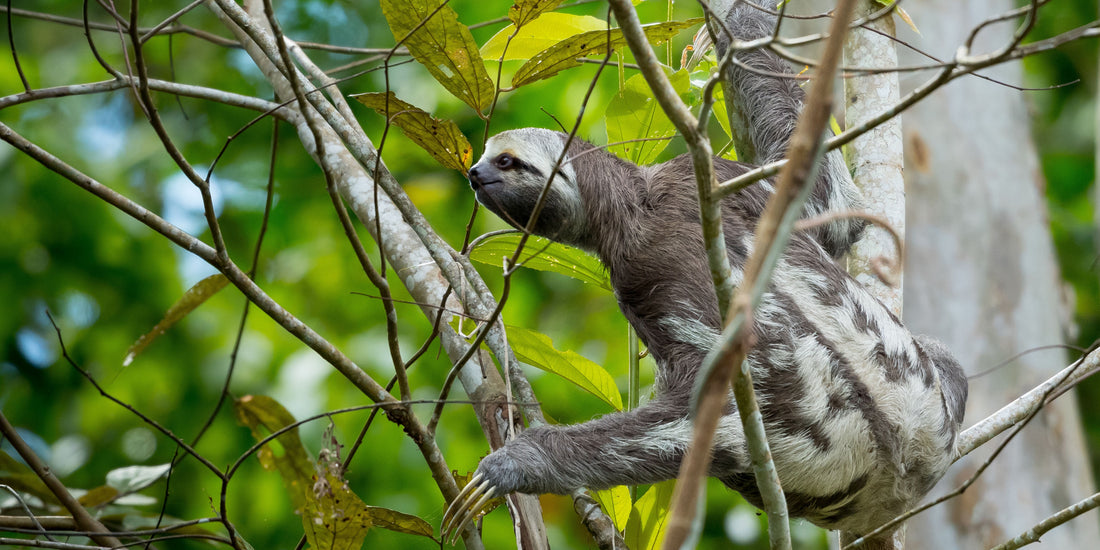 Sloth Symbolism and Meaning in Different Cultures