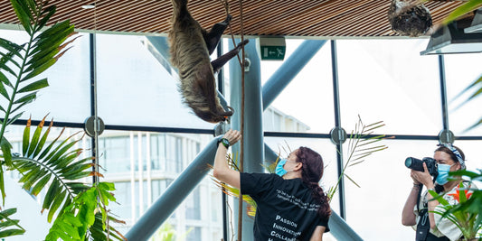 Why Sloths Are Endangered
