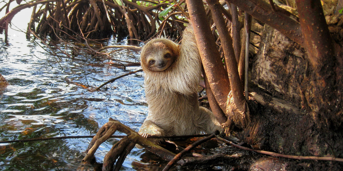 Are Sloths Good Swimmers? – (Hint: Yes! And They’re Surprisingly Fast in Water)