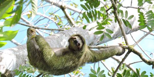The Evolution and History of Sloths – From Giant Ground Dwellers to Tree-Hanging Icons