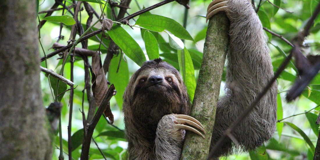 Fun Facts About Sloths – Weird and Wonderful Things You Didn't Know