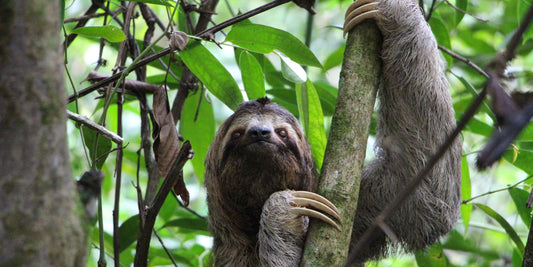 Fun Facts About Sloths – Weird and Wonderful Things You Didn't Know