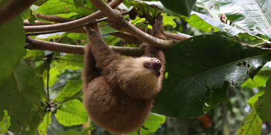 Sloths’ Weekly Bathroom Routine – Why They Only Poop Once a Week!